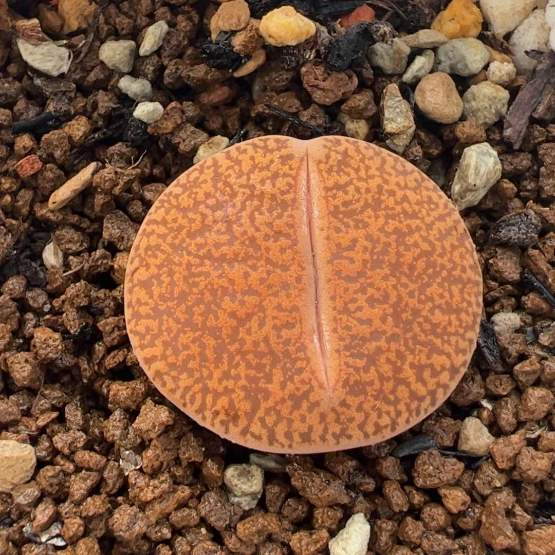 841多肉植物百科