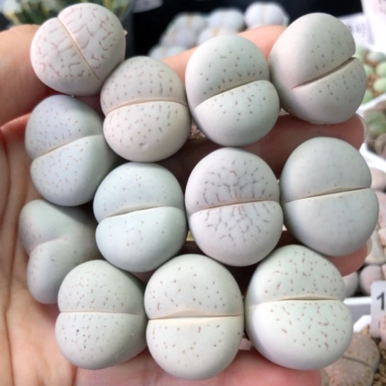 1002，2.2-2.5厘米个别老皮微瑕