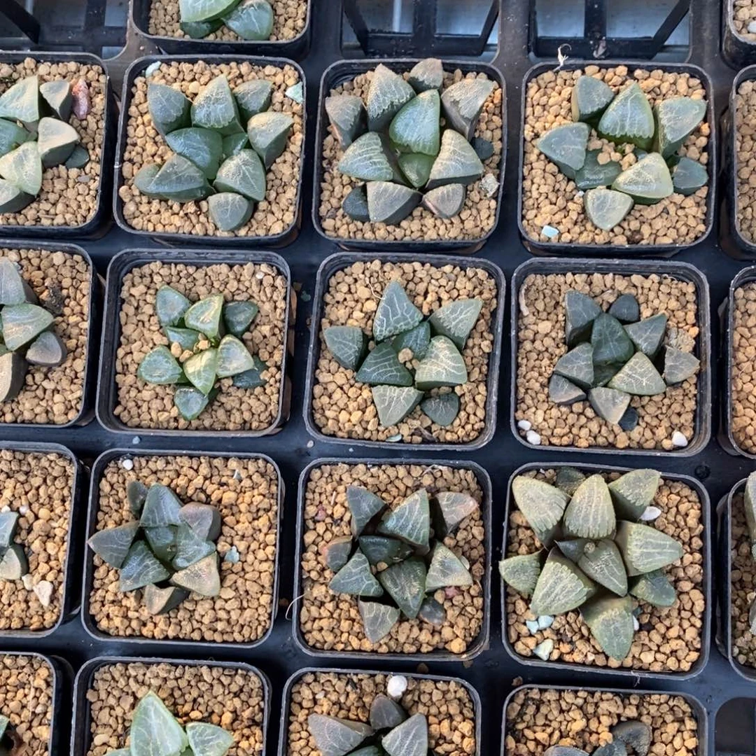 2709 一颗实生大克苗 高货 元旦福利