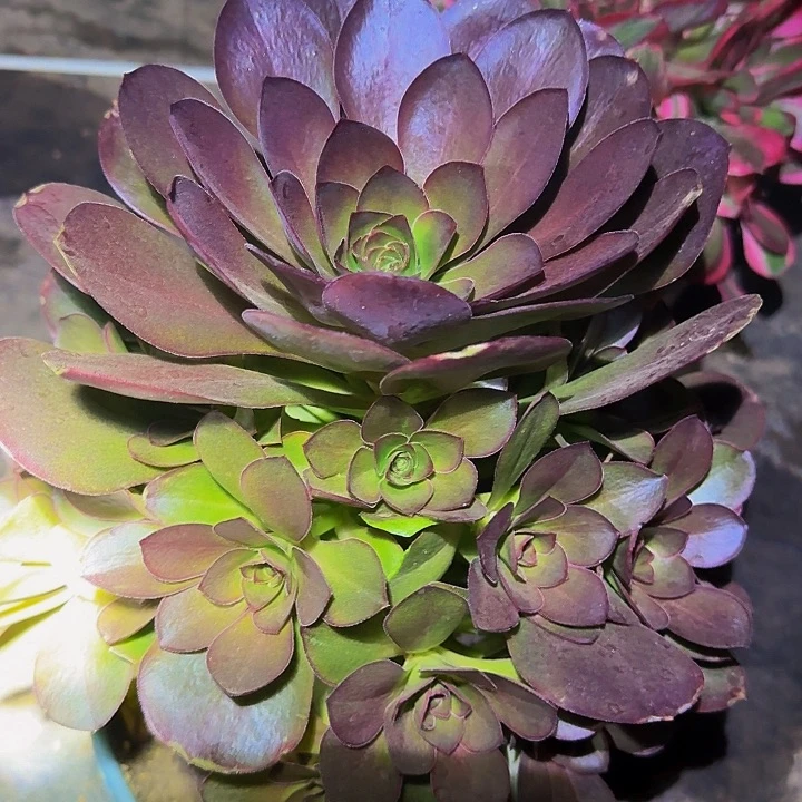 魅金玫瑰捧花亏本福利