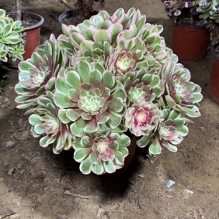 多肉植物孔雀翎41
