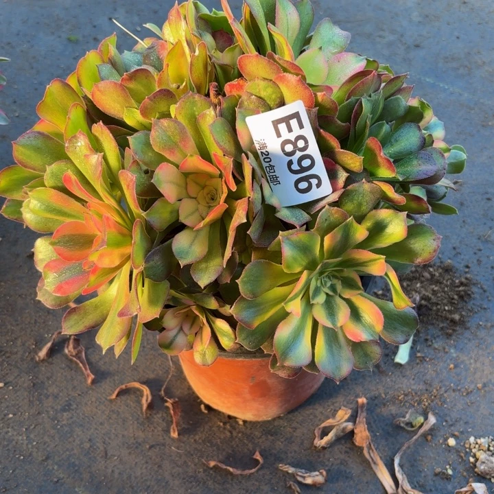 瑞妈，，。。。。896洛神，