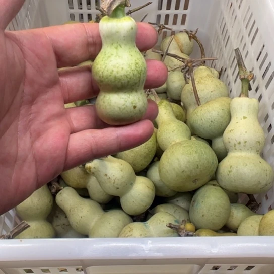 云***天葫萝卜切丝放在盘内用清水