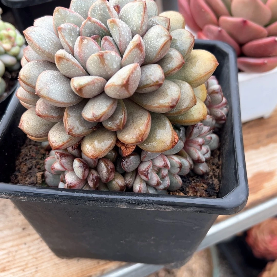 葡萄捧花老桩多肉植物