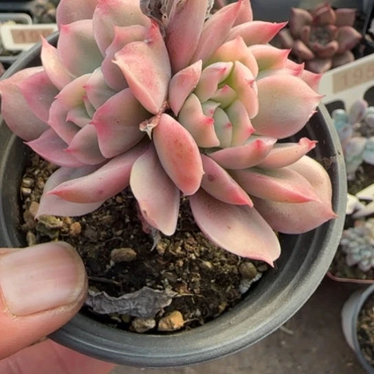 243绮罗锦多肉植物多