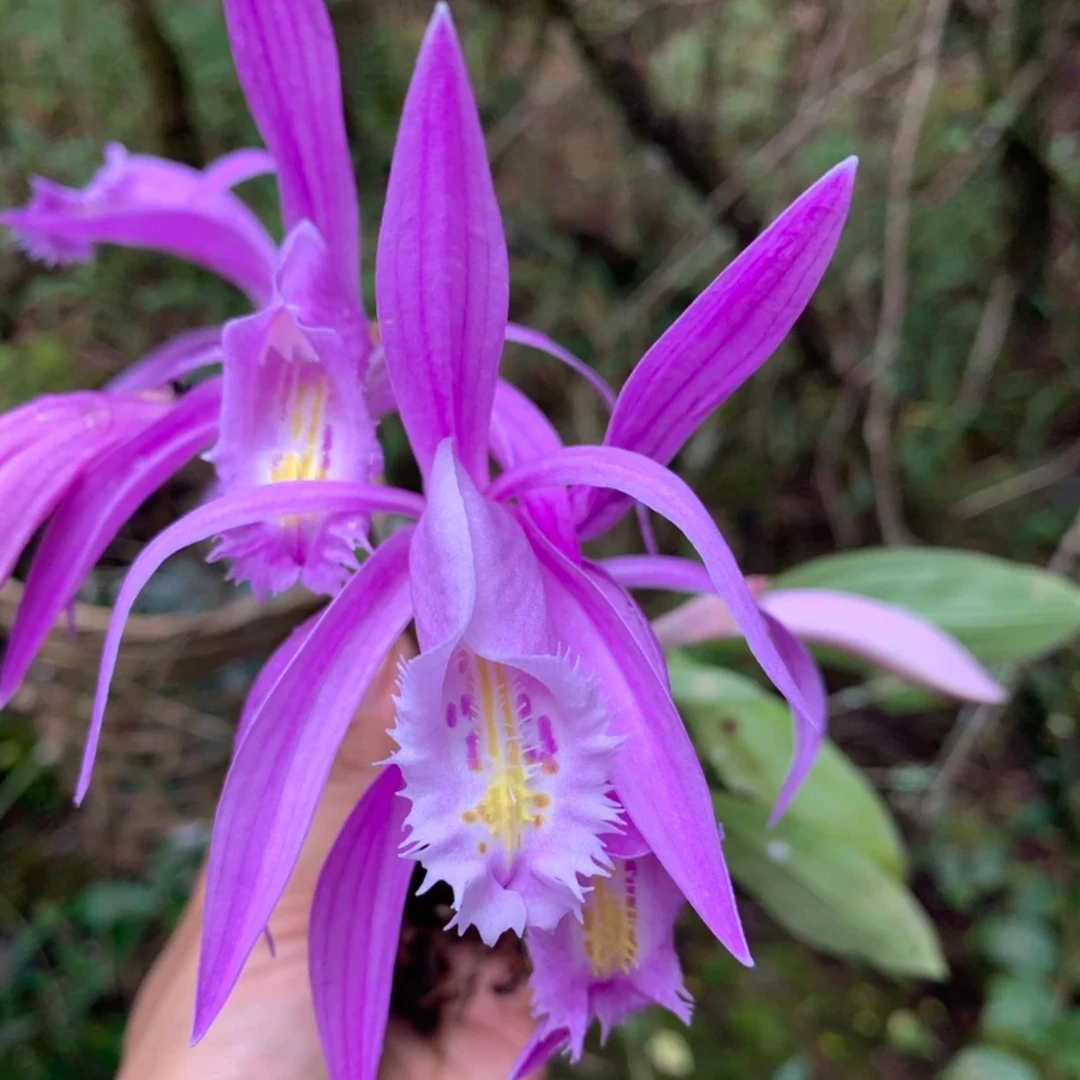 秋花独蒜／【桌面绿植盆栽】／种好种成活／红花