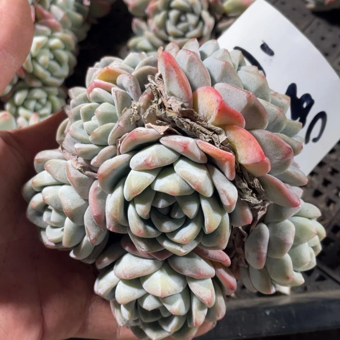 小语专拍冰玉群生多头