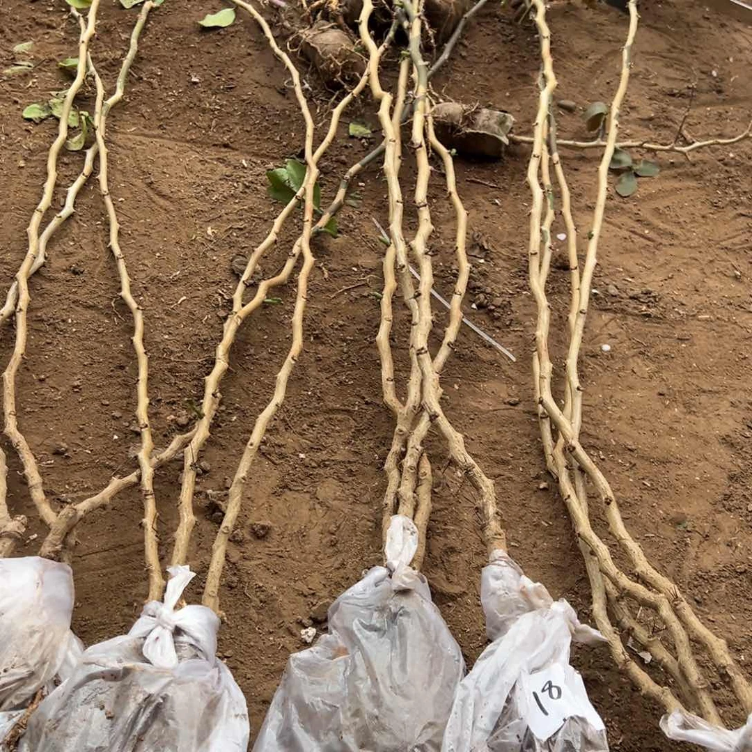 1米多粗的叶仙四颗编号18