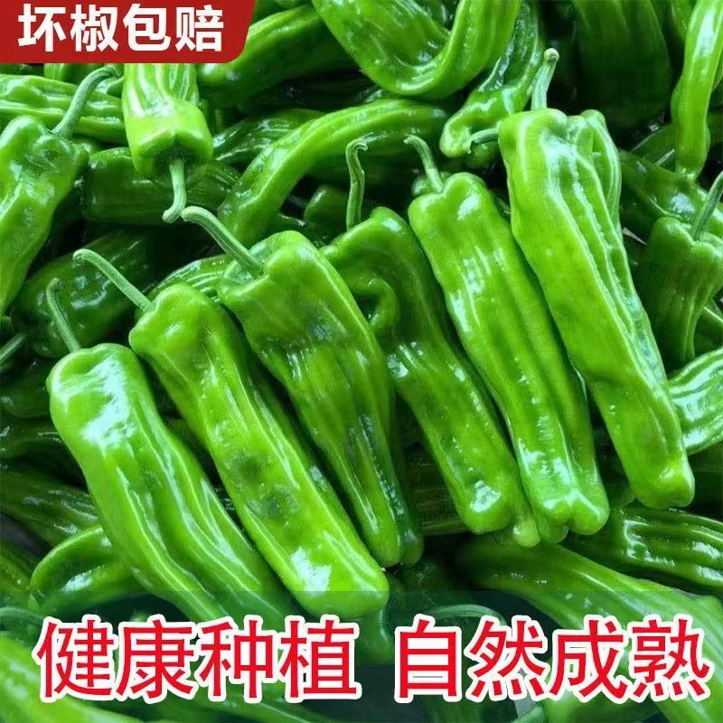 苏北农家人自种现摘现发青椒辣椒微辣嫩口感微甜薄皮青椒脆爽新鲜