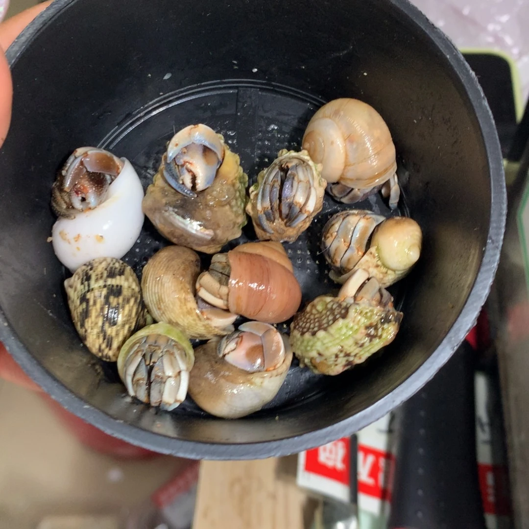 Y***阿11只寄居蟹出售，不退不换