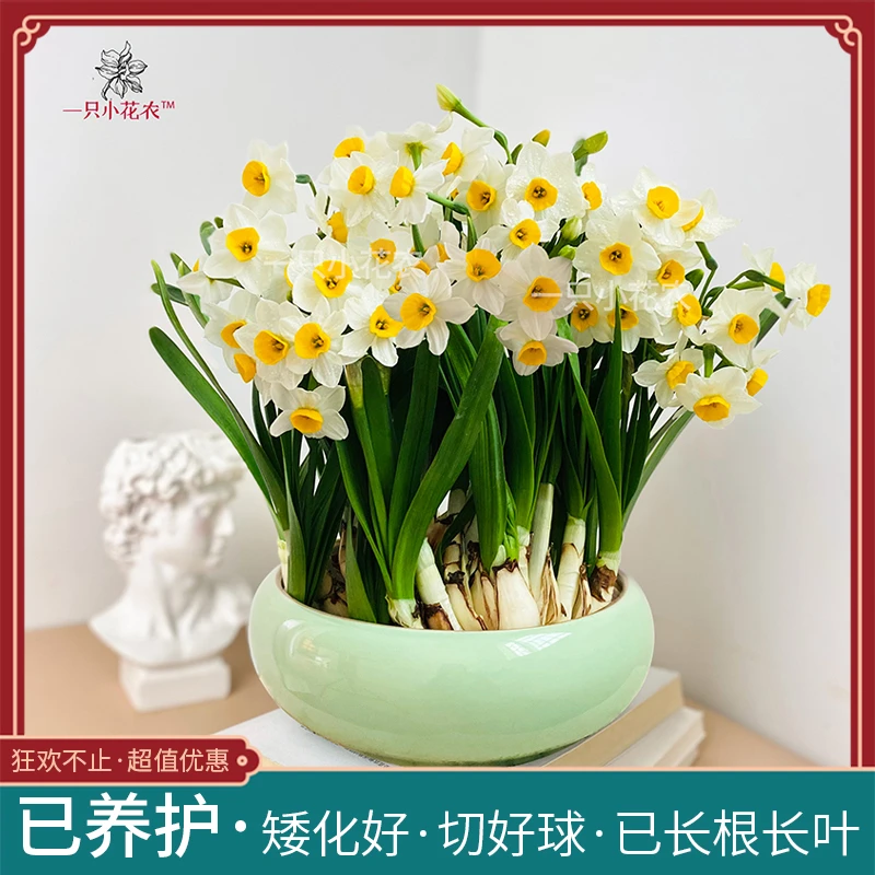 整盆已养护好漳州水仙花种球含盆陶瓷盆水培盆栽水养单瓣重瓣复瓣
