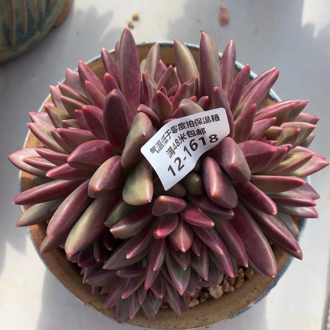 1618迷雾泡泡群多肉植物