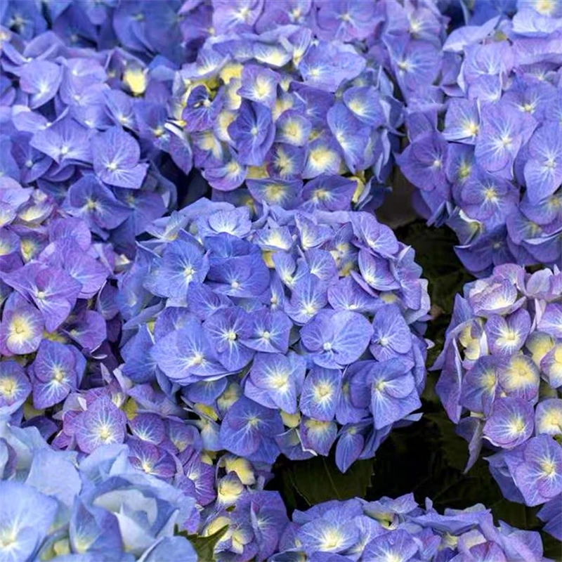 贝拉 5加仑 露天老桩大苗 大花带花苞阳台庭院四季开花好养