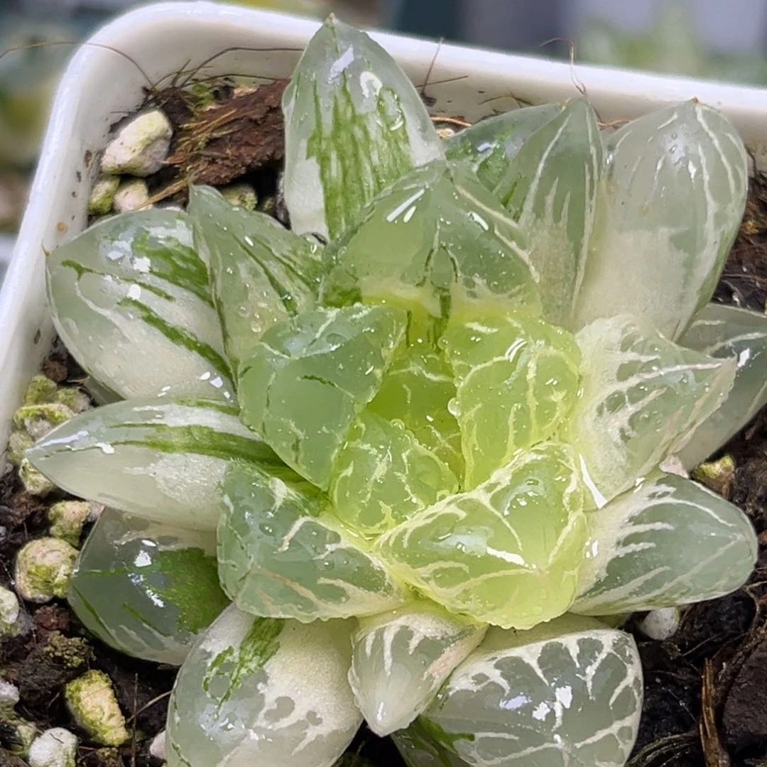 恭喜发财大吉大利1454