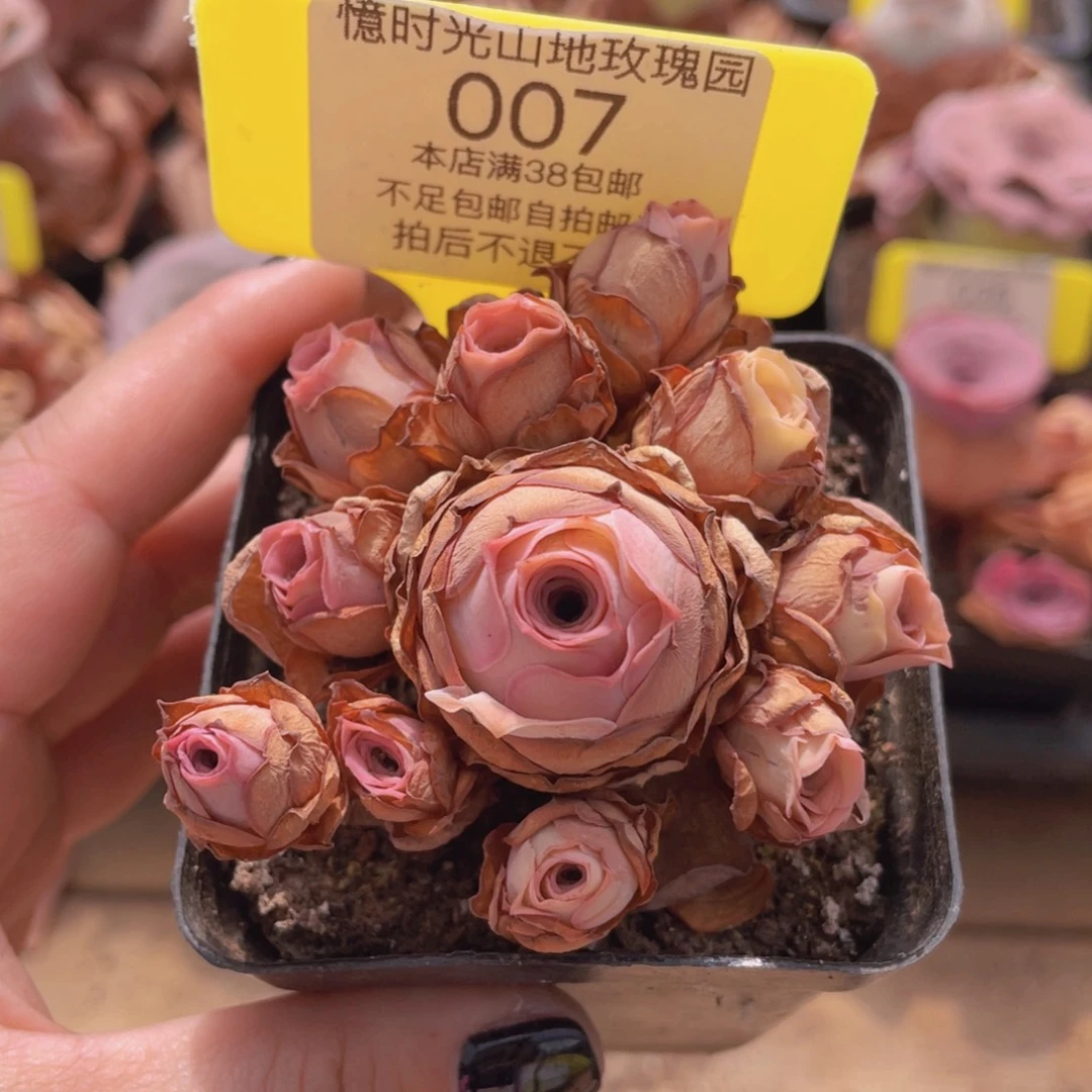 山地玫瑰007满38包邮偏远地区除外裸根发货