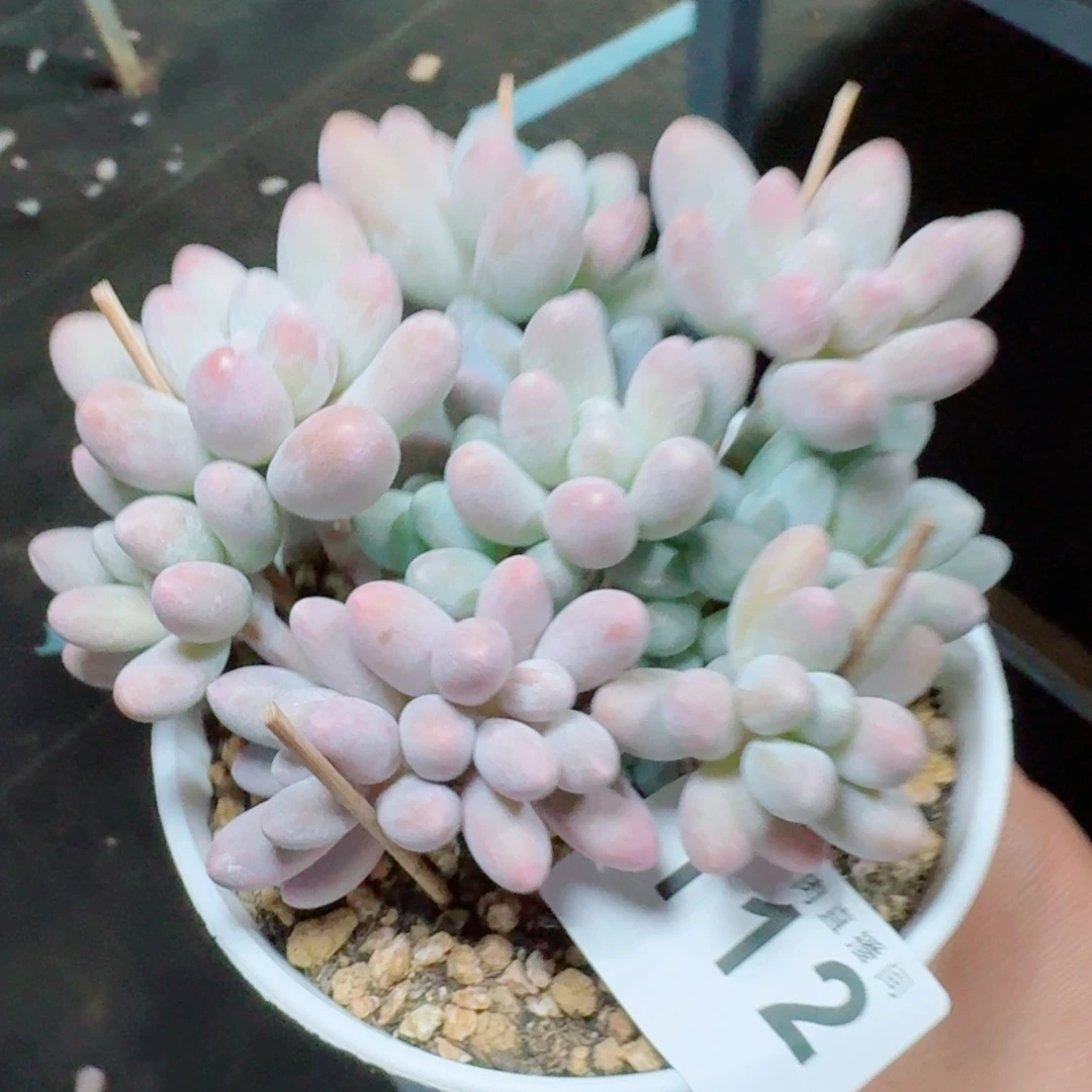 汤圆群生            精美多肉植物