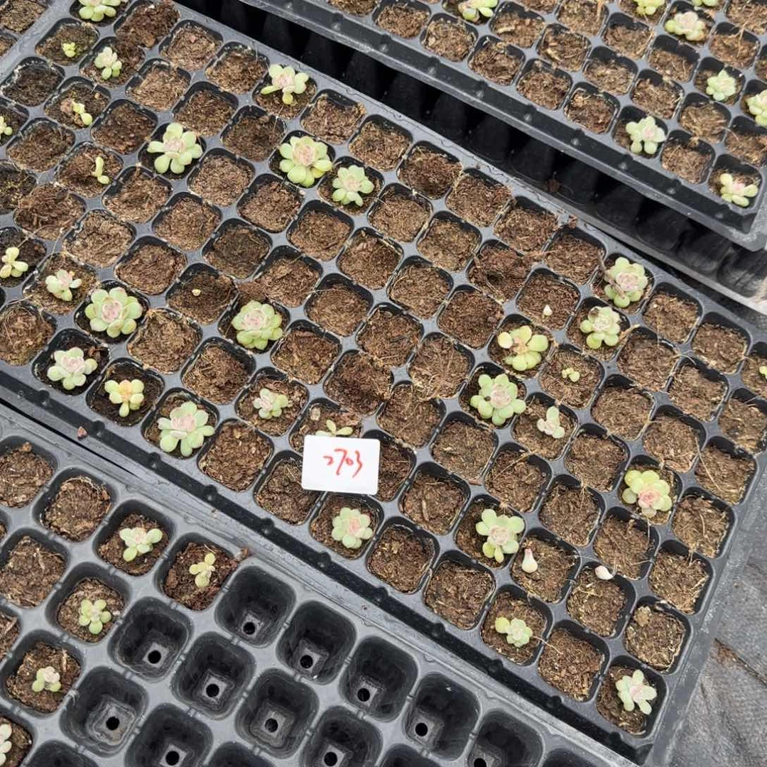 2703 一半托满20包邮