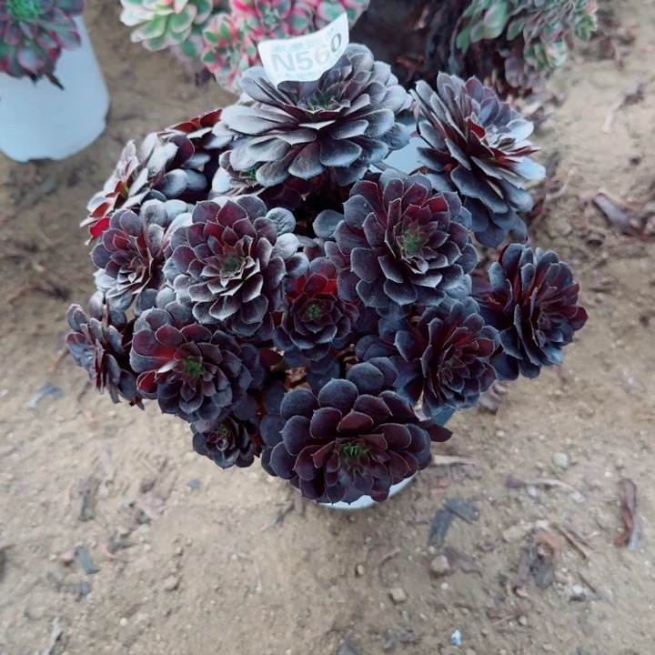 560黑铜壶官服20左右2