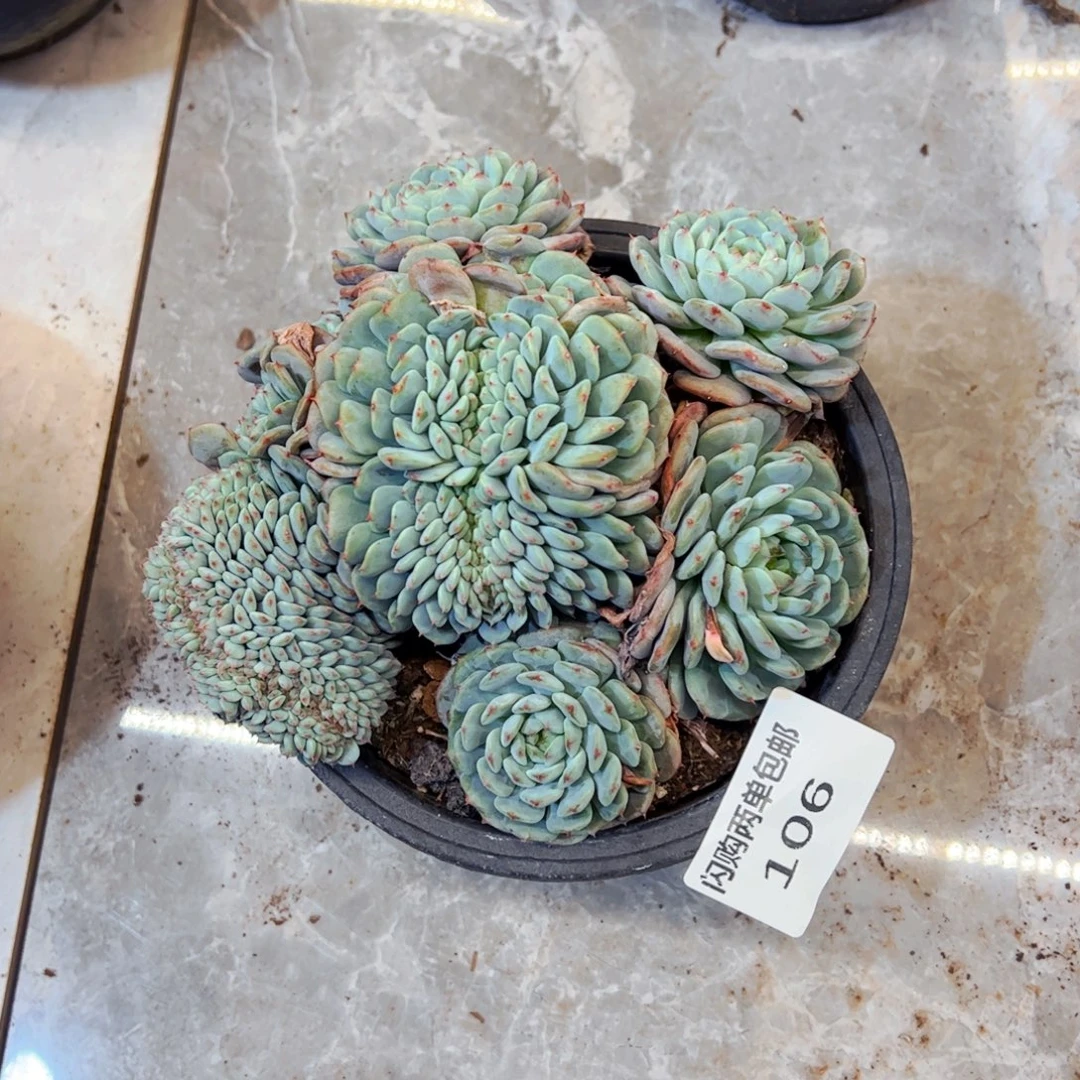用***7多肉植物组合白胖子106
