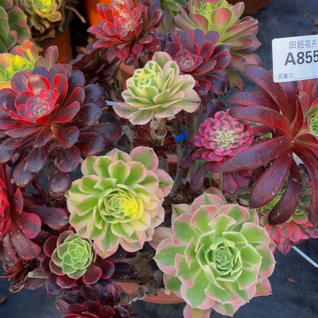 嫁接款8555555555555