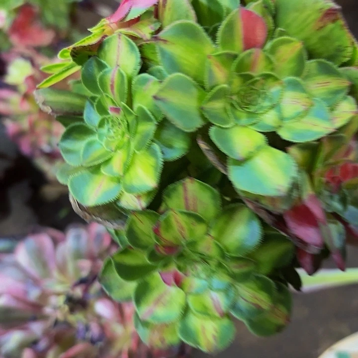 多肉植物知否1400