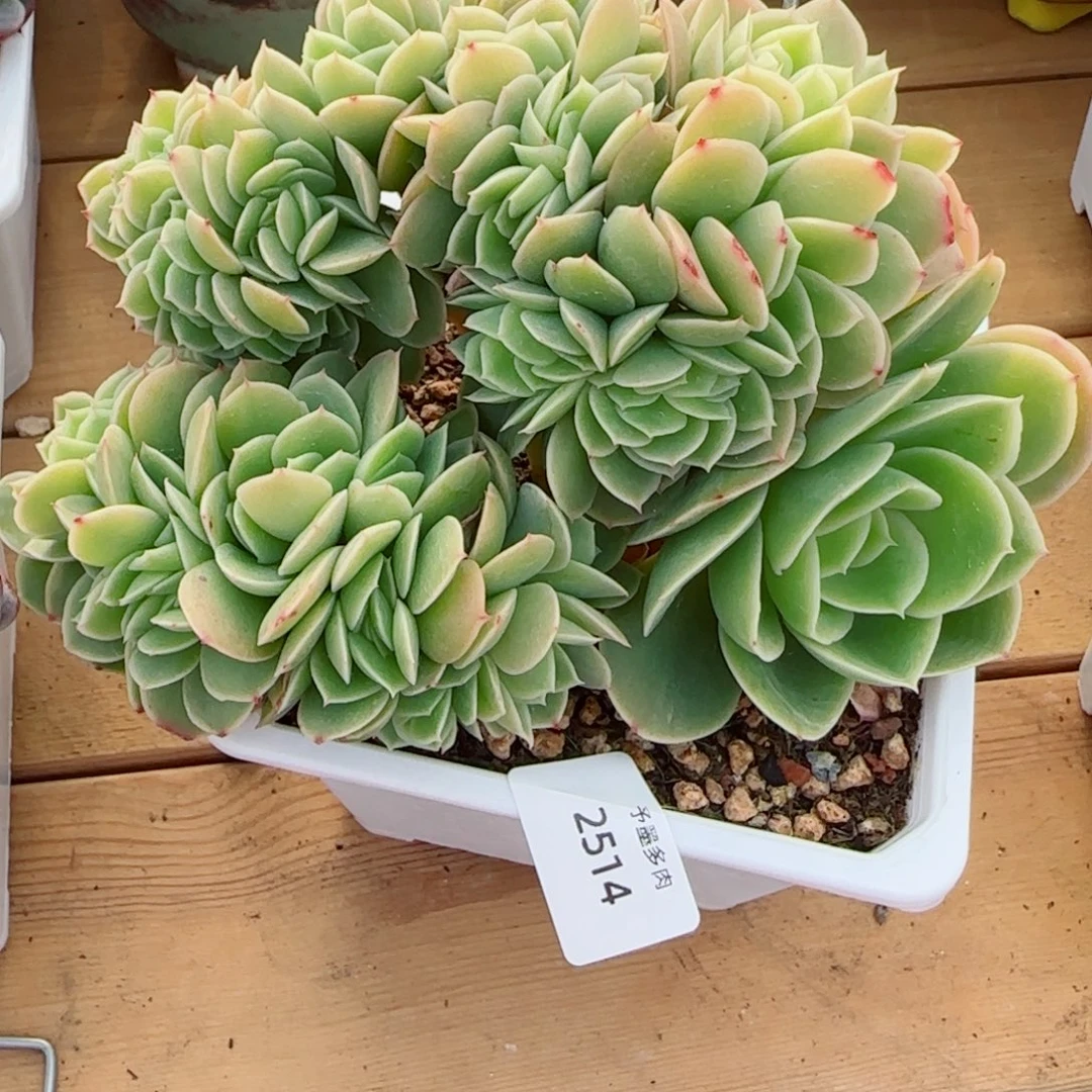 星娜塔缀化，2514多肉植物