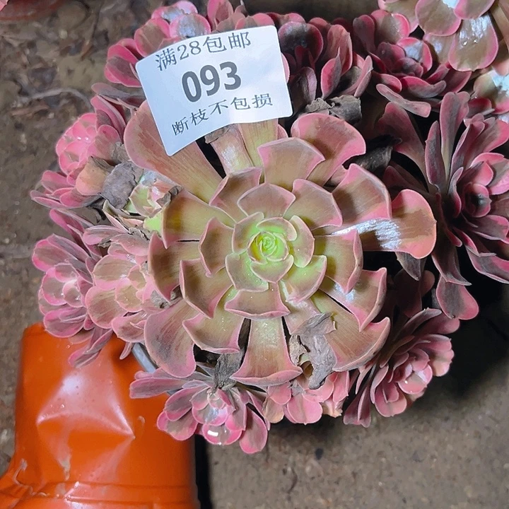 093爱神多肉植物保护