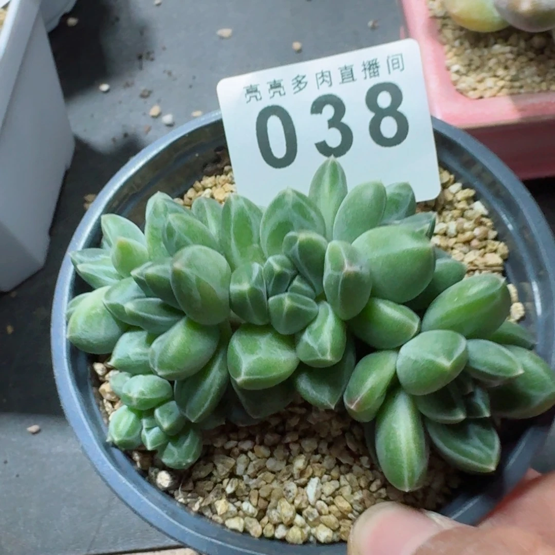 青花瓷      愿你一路坦途，乘风破浪展宏图