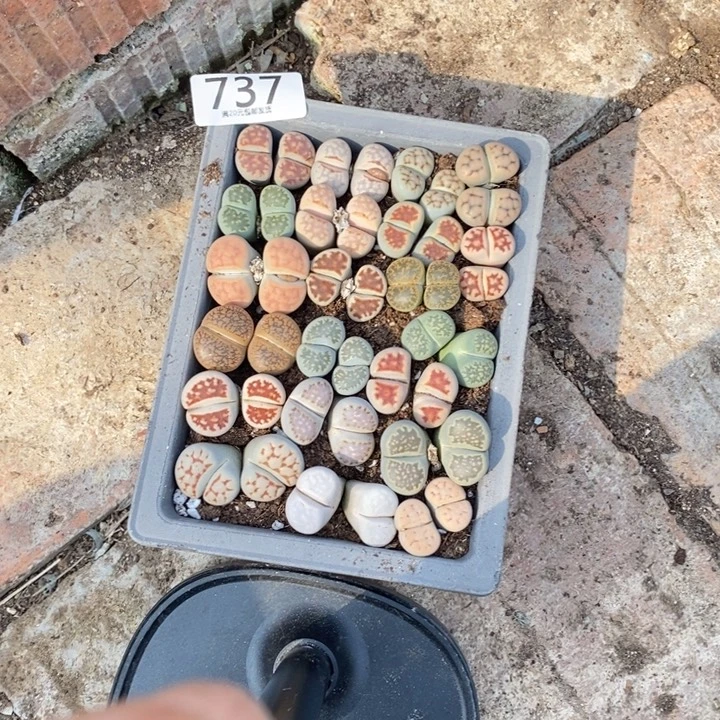 L***定生石花等植物的生长737