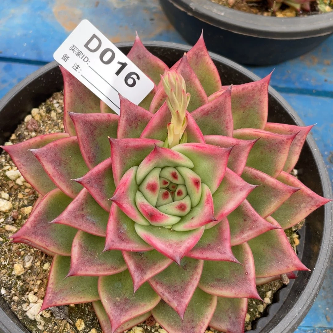 无花朵若如东云单拍D016