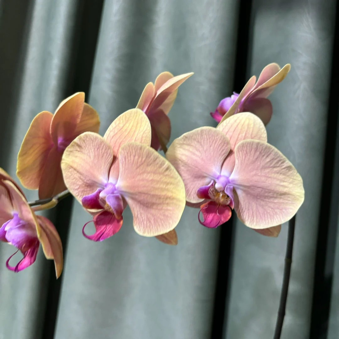 【欣欣向荣】蝴蝶兰