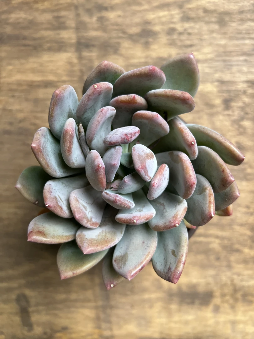 1王小二多肉灰姑娘12杯冠幅10-13厘米多肉植物带基地原盆原土发货