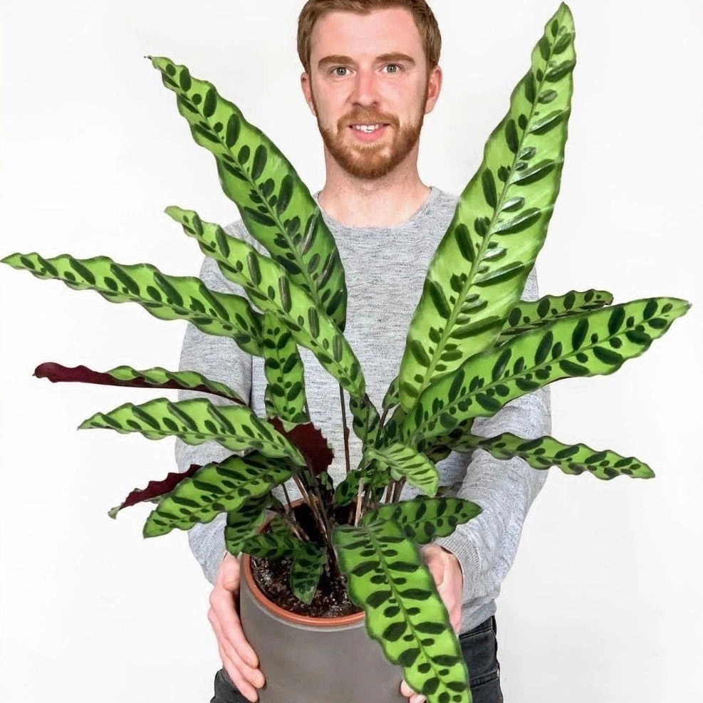 猫眼竹芋盆栽室内盆栽水培好养喜阴彩叶观叶植物适合客厅桌面