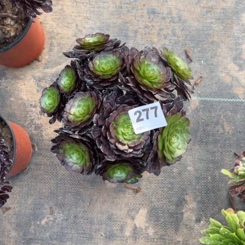 神****舞277黑骑士朵朵多肉，