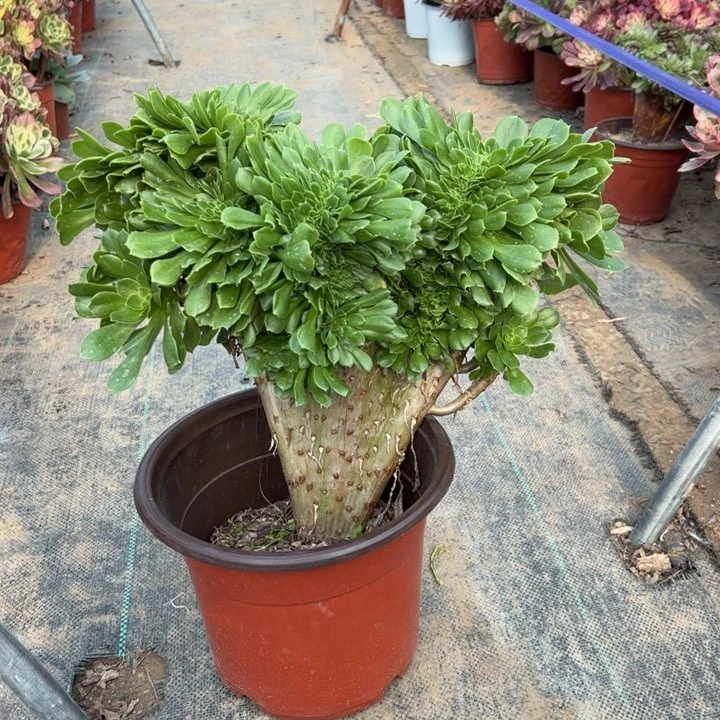 19绿羊绒缀多肉多肉多肉