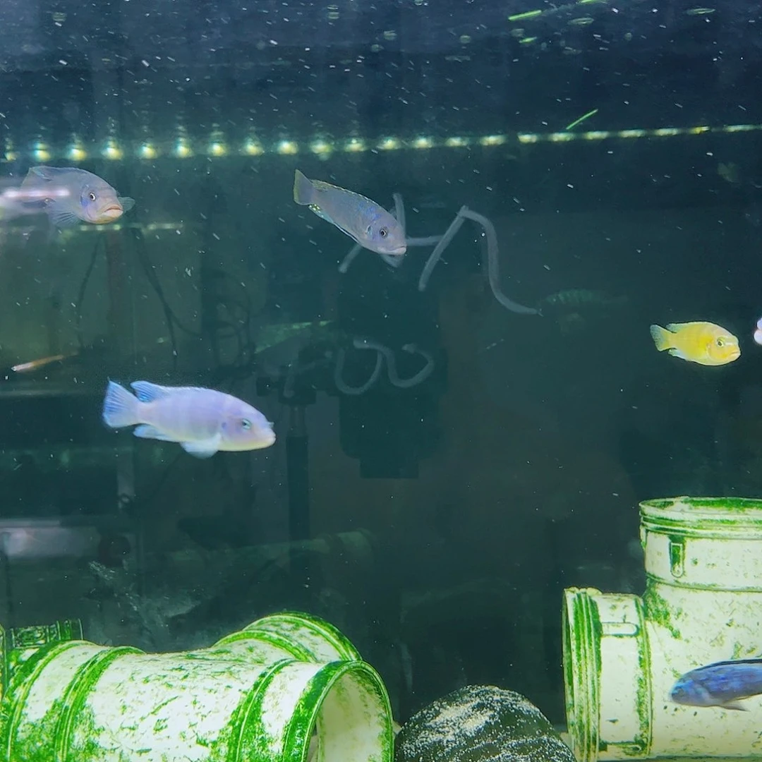 慈鲷A*-mbj 超级橙 天煞 齐尔瓦 mbj斑马