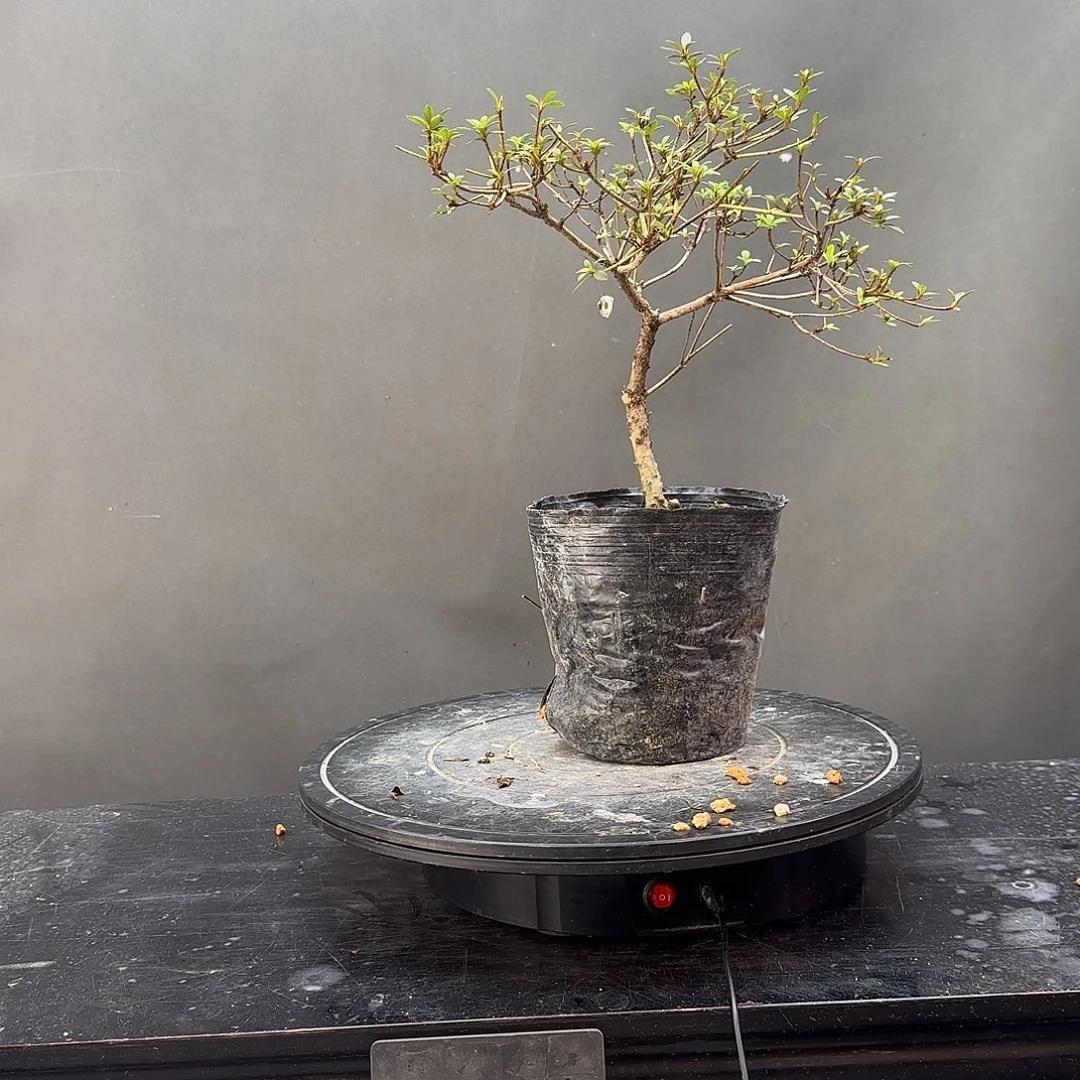 无花朵盲盒有花朵