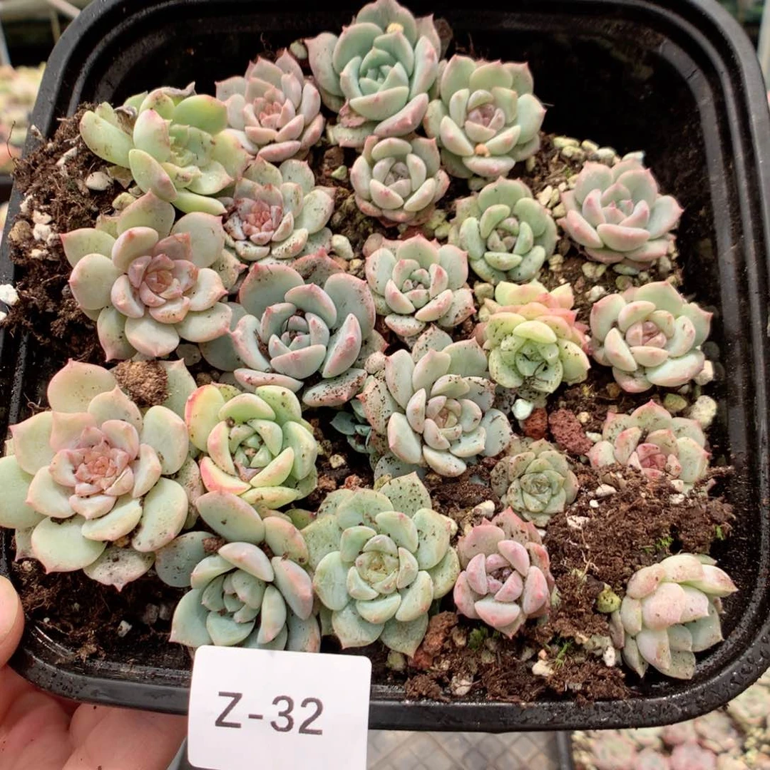 无花朵Z32月英语英语英语