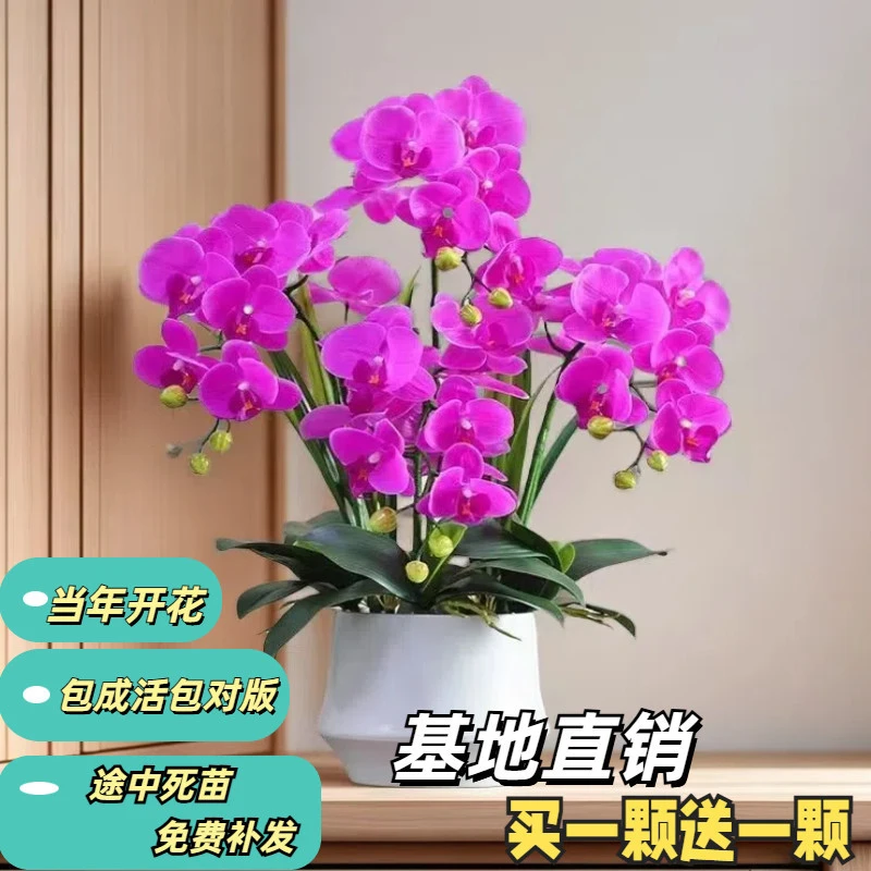 【买一送一】精品蝴蝶兰花苗盆栽室内盆栽客厅花卉便好养四季开花