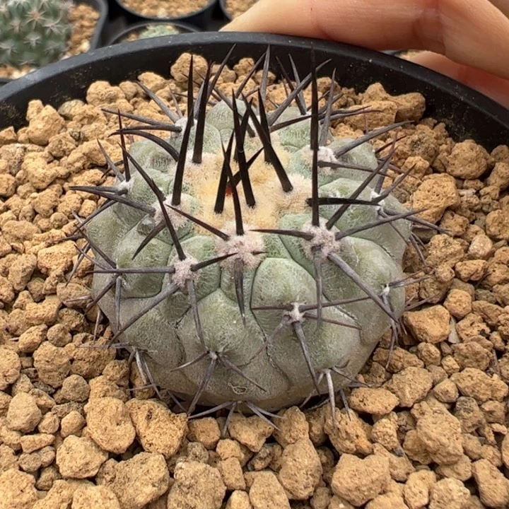 实生黑王丸仙人球仙人球