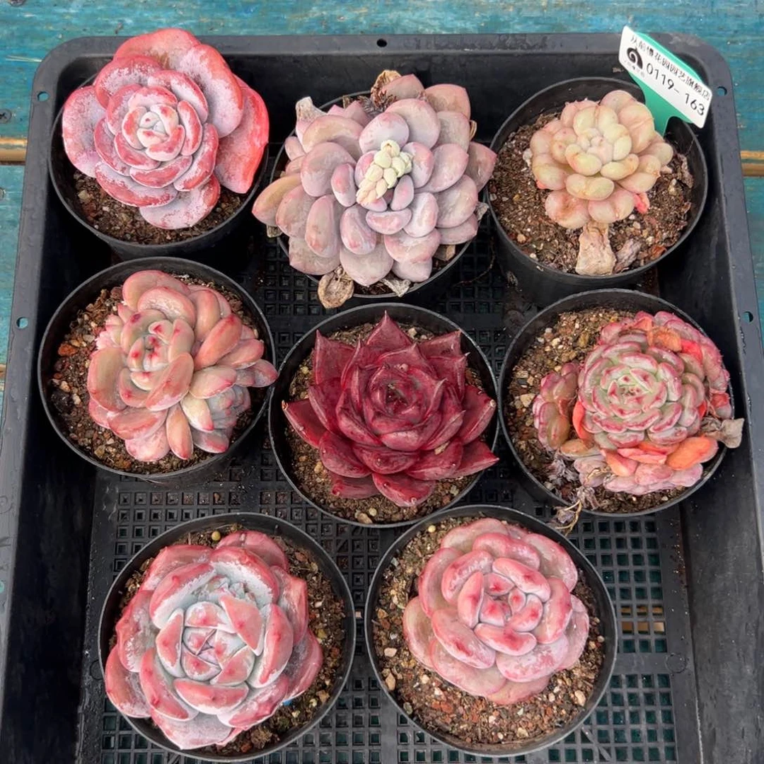 多肉一物一拍编号0119-163