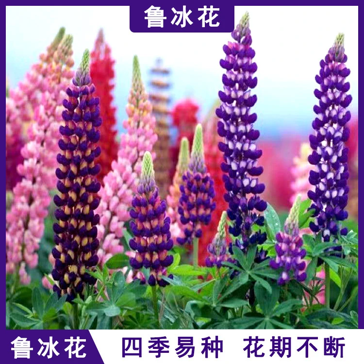 鲁冰花花种子春秋播种庭院花境花海易种花种盆栽阳台羽扇豆种籽