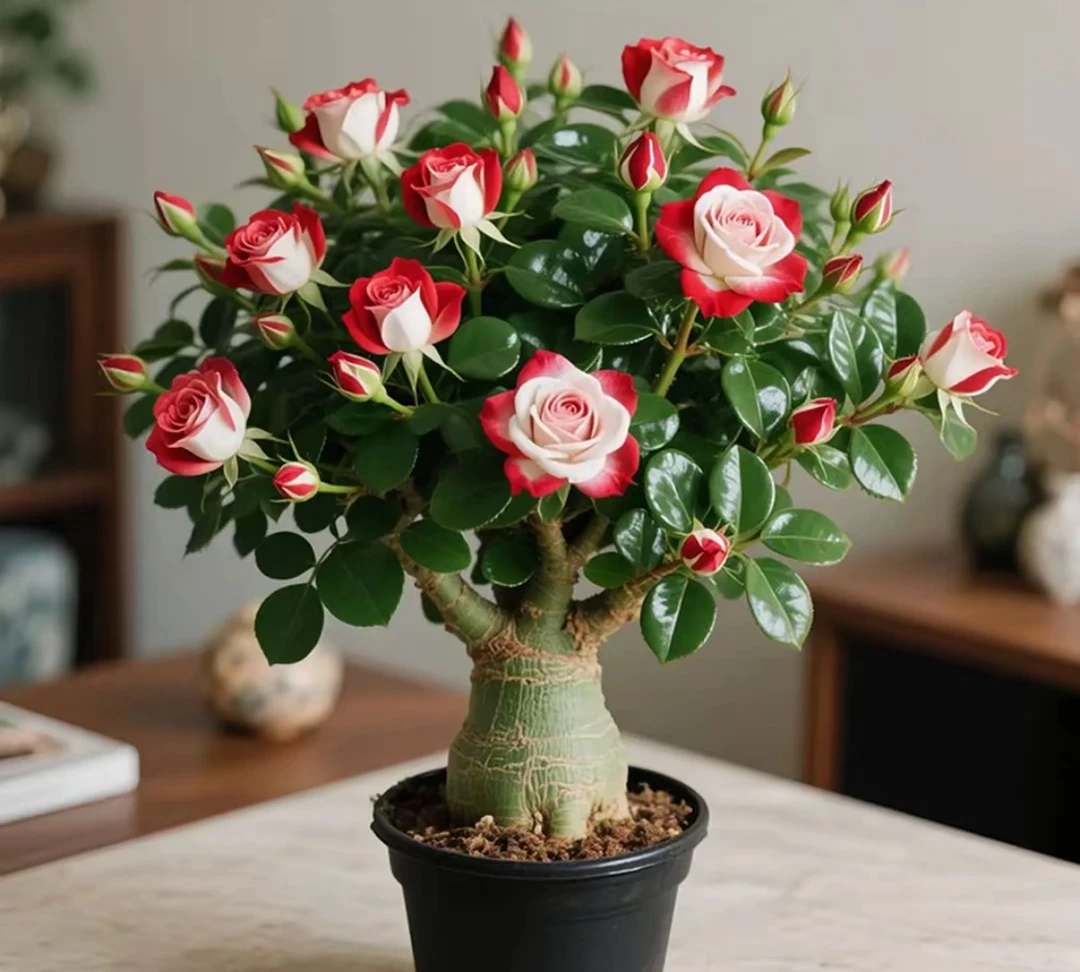 四季开花沙漠之花富贵花盆栽重瓣室内外耐寒热好养易活花卉绿植