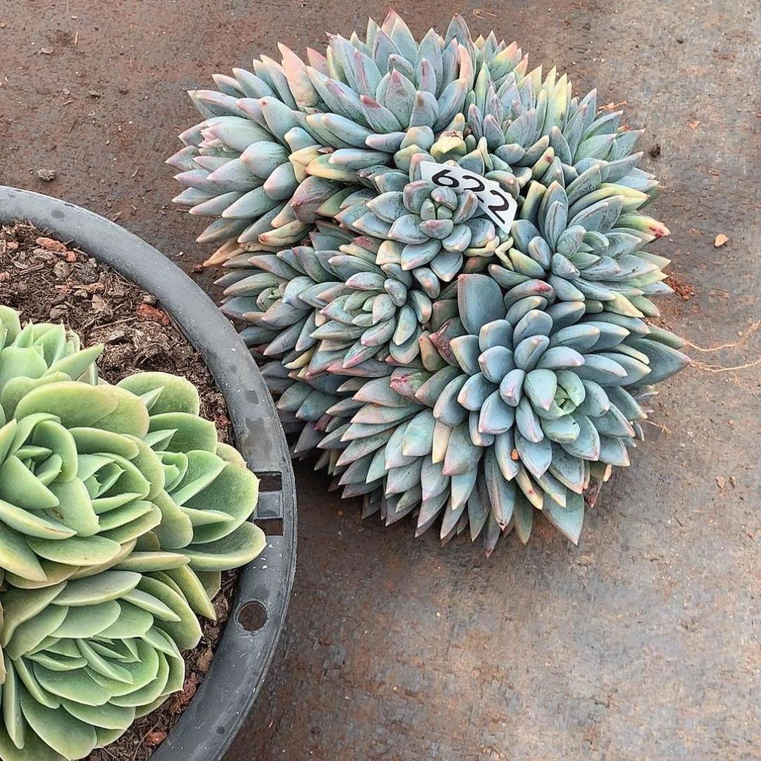 622小红蛋 一物一拍多肉