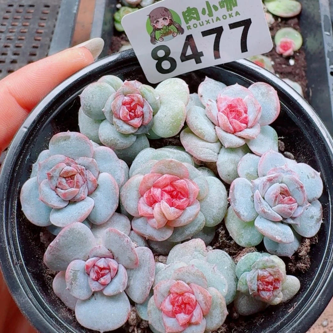 多肉植物多肉植物