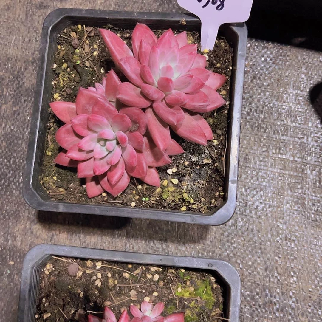 静*0908赫菲虞70。。