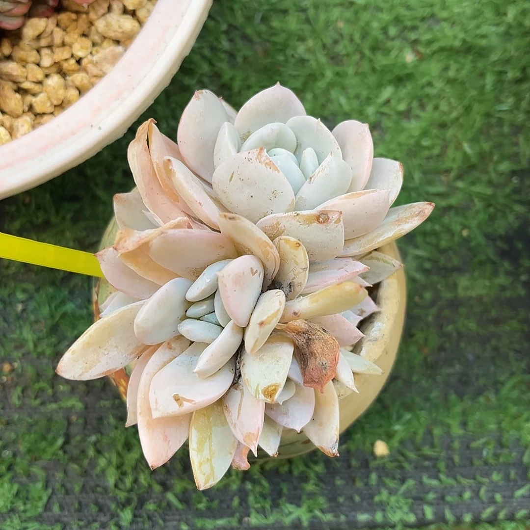 小雪特颜色状态好看