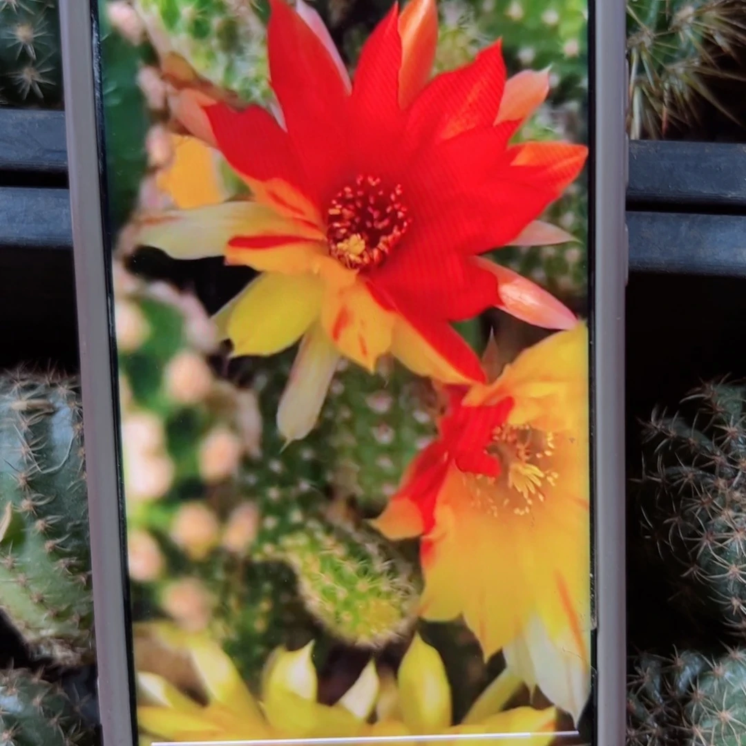 下111白檀双色根5公分左右脱盆发货20包邮