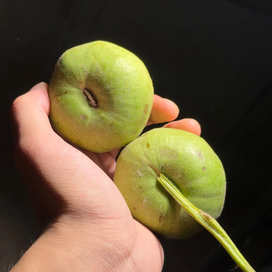 文玩核桃把件龙鼎青皮 尺寸可选