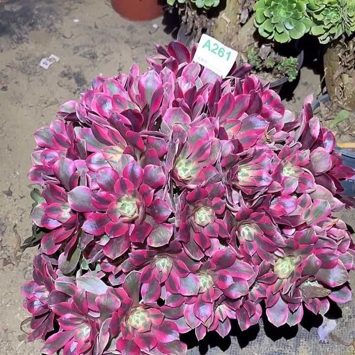 多肉植物断枝不包261女妖